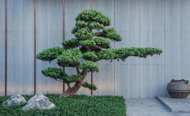 汾西景观松种植基地